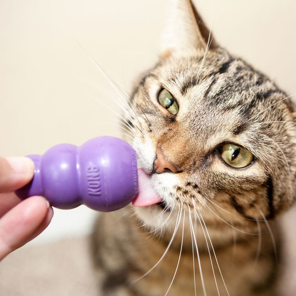 Kong Kitty Kong2
