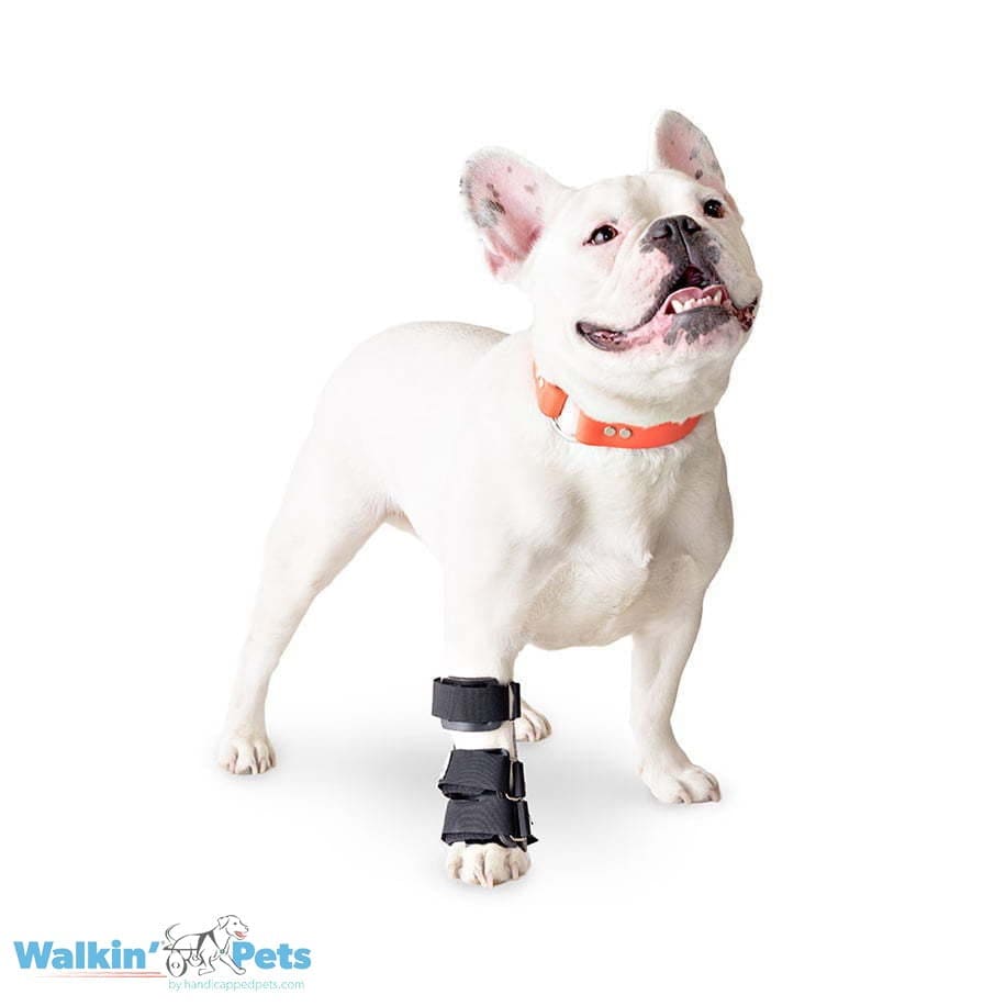 Carpal splint - Férula carpiana (mano) Walkin Pets1