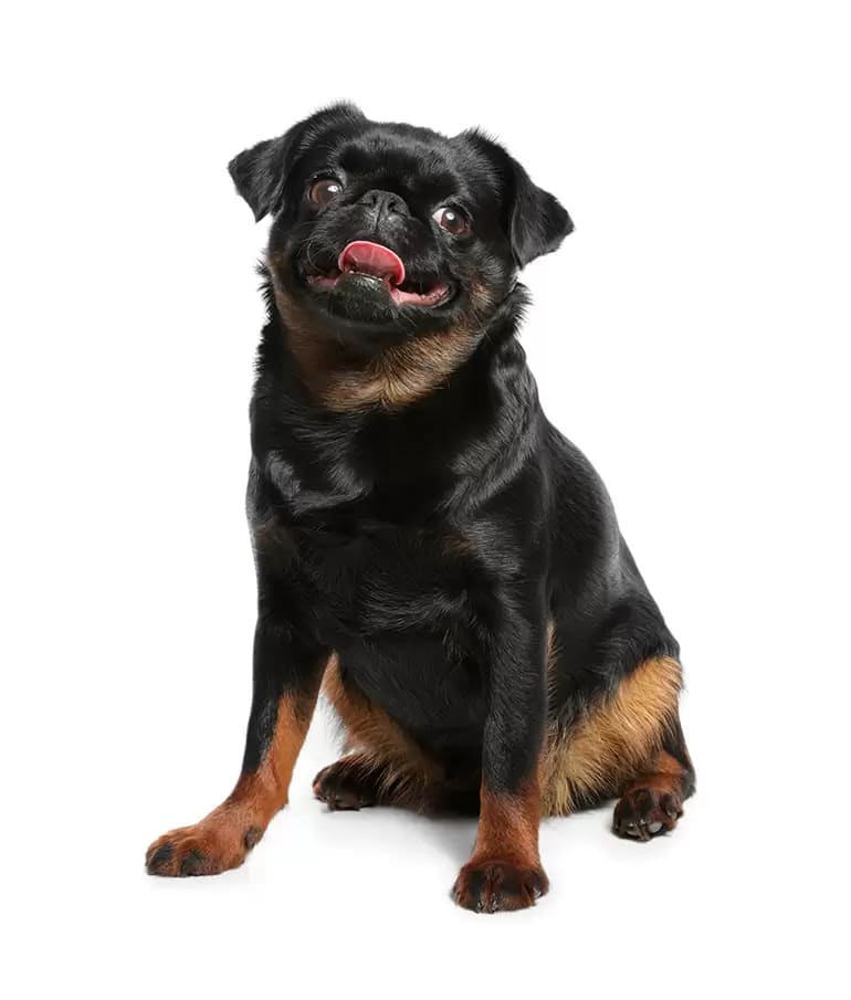 Baño perro pequeño (hasta 12 kg)3