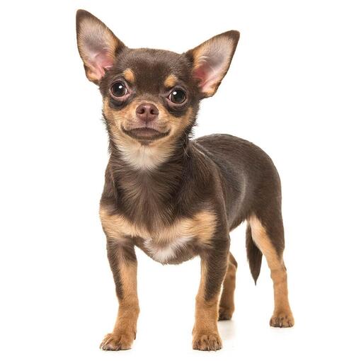 Baño perro pequeño (hasta 12 kg)4