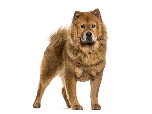 Deslanado gigante (de 22 a 35 kg) $45.0004