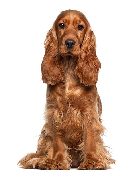 Baño perro mediano pelo largo (desde 12 a 22 kg)3