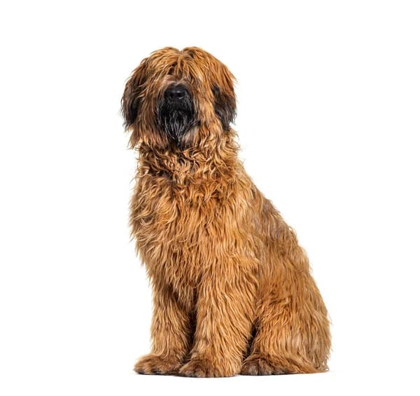 Baño+Corte super gigante pelo largo (desde 38 kg)3