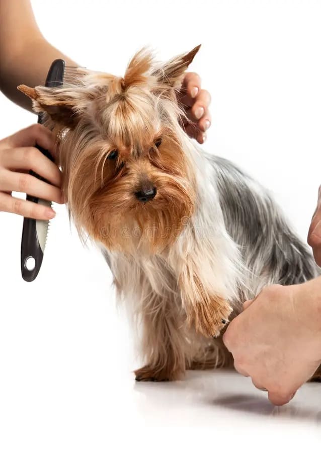 Baño más Corte sanitario pequeño (hasta 12 kg)3