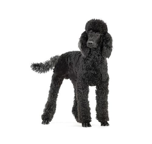 Baño + Corte gigante pelo corto (desde 22 kg)2