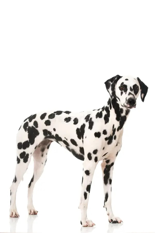 Baño perro gigante pelo corto (desde 22 a 35 kg)4