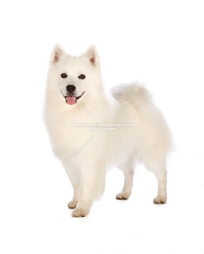 Deslanado mediano/grande (de 12 a 22 kg)3