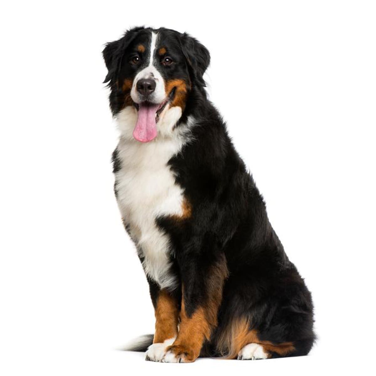 Baño más Corte sanitario gigante pelo largo (desde a 35 kg)1