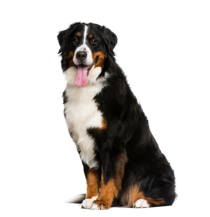 Baño perro super gigante pelo largo (desde 35 kg)7