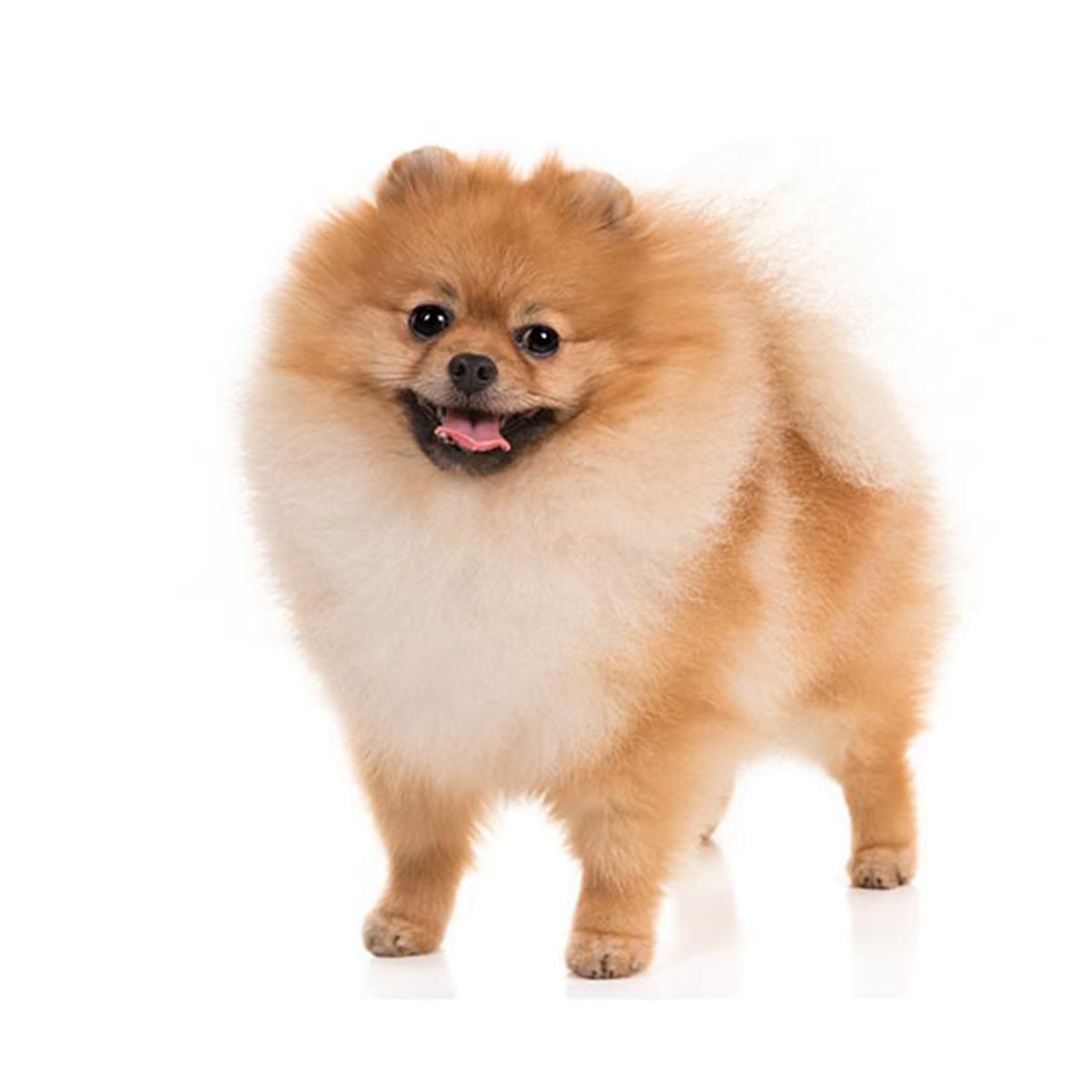 Baño más Corte sanitario pequeño (hasta 12 kg)2