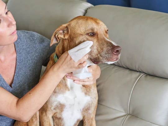 Toallitas Dogit, limpieza ojos y lagrimales, 70 unidades2