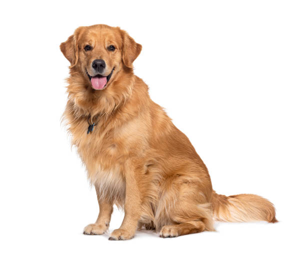 Baño perro super gigante pelo largo (desde 35 kg)4