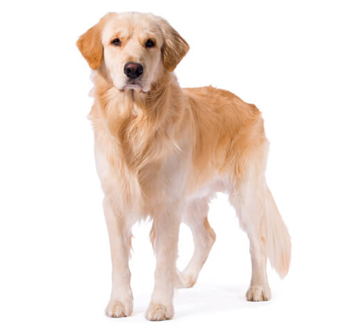 Baño perro gigante pelo largo (desde 22 a 35 kg)2