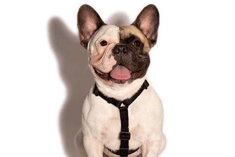 Zeedog H Harness Gotham3