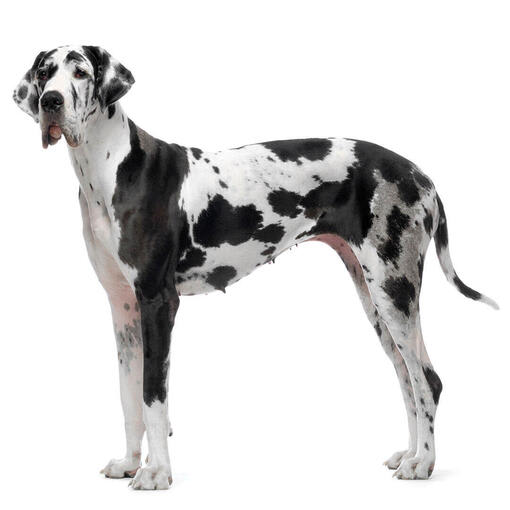 Baño perro super gigante pelo corto (desde 35 kg)2