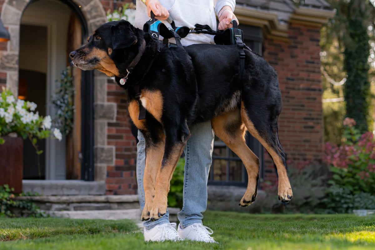Arnes completo - Help 'Em Up - Full Harness2