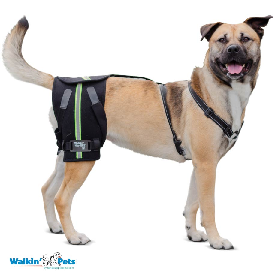Hip-EEZ - Abrazadera de cadera canina Walkin Pets5