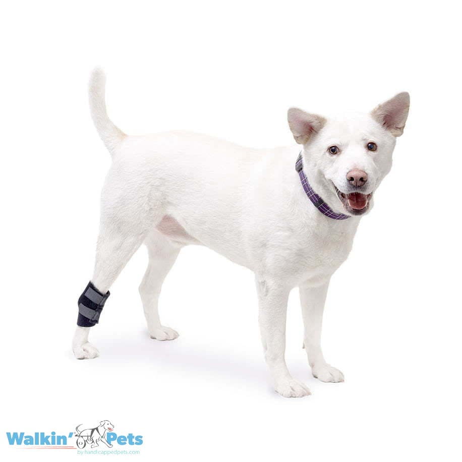 Venda para corvejones Walkin Pets2