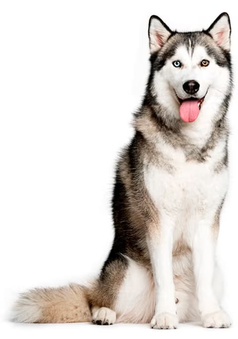 Deslanado gigante (de 22 a 35 kg) $45.0002