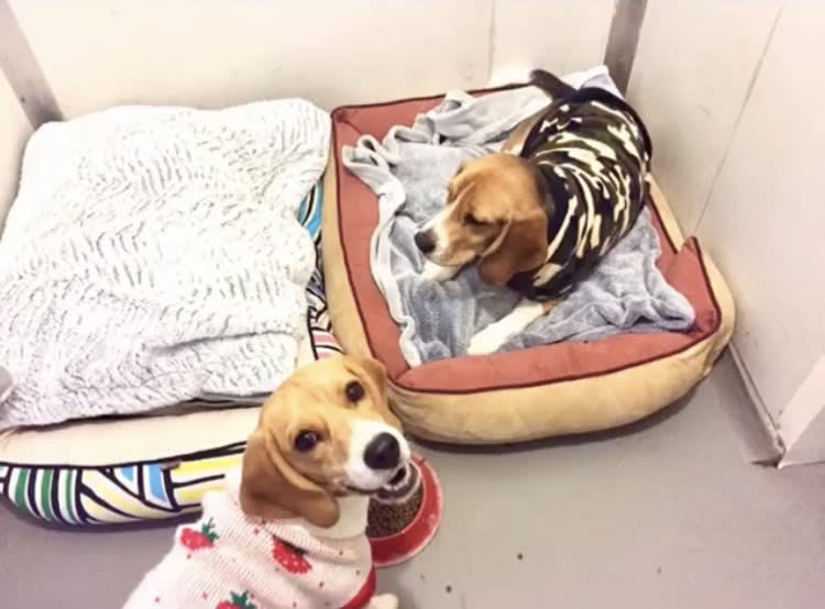 Noche de hotel perro pequeño3