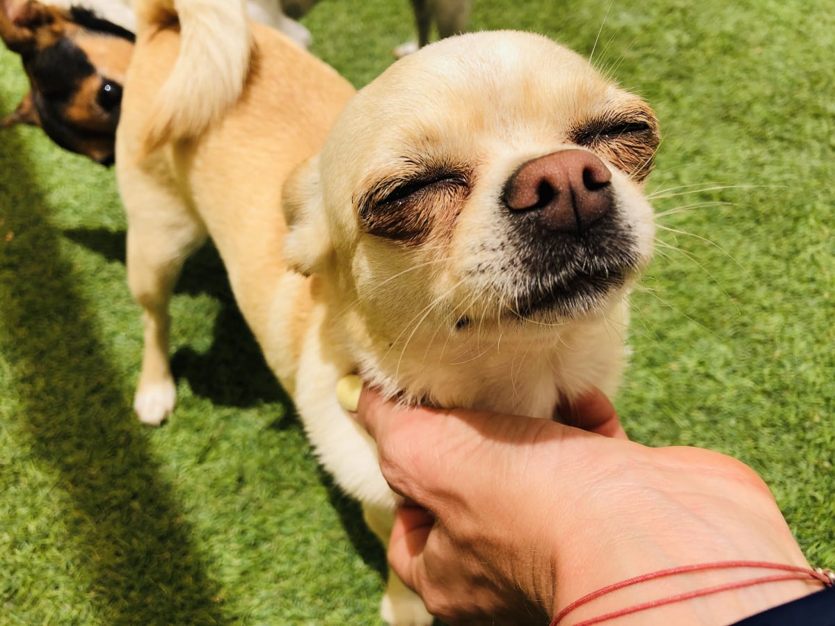 Noche de hotel perro pequeño4