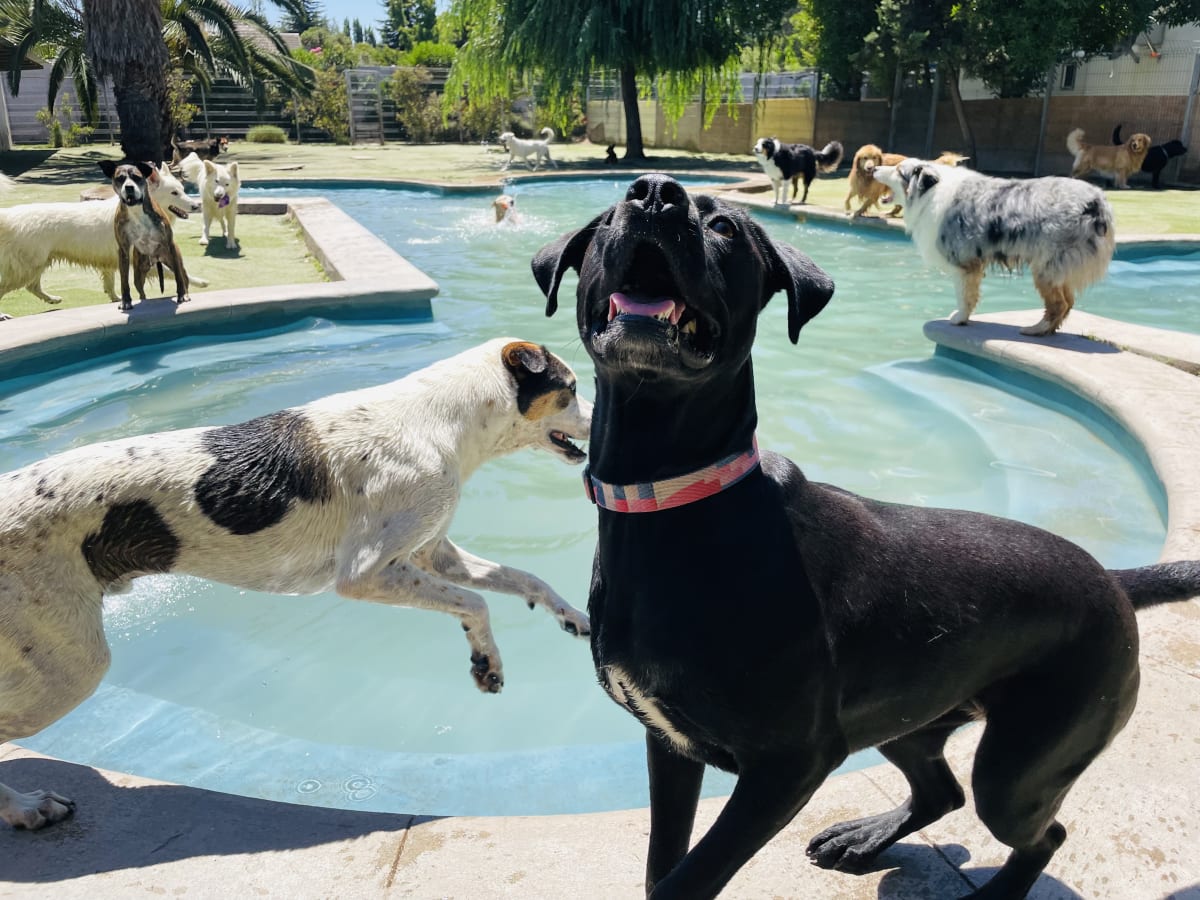 Noche de hotel perro grande8