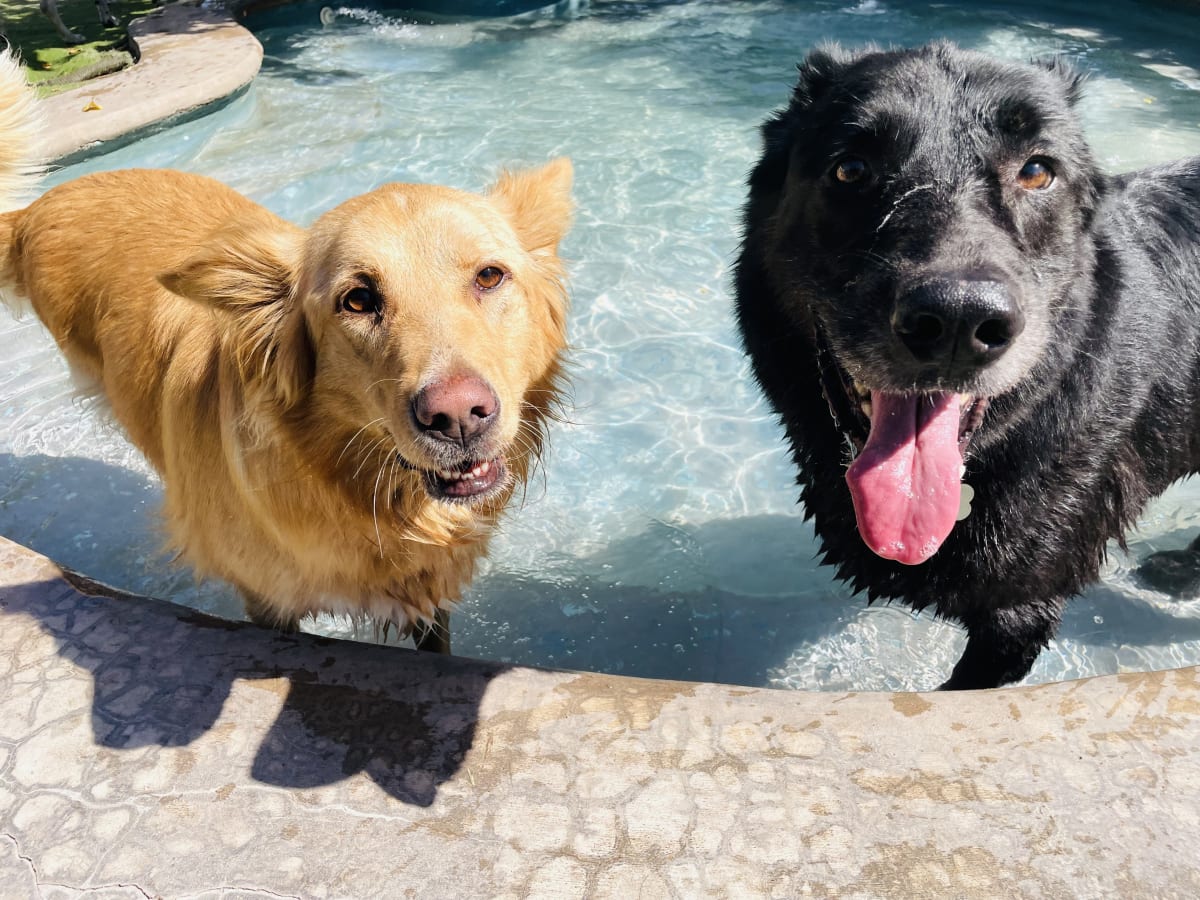 Noche de hotel perro grande9