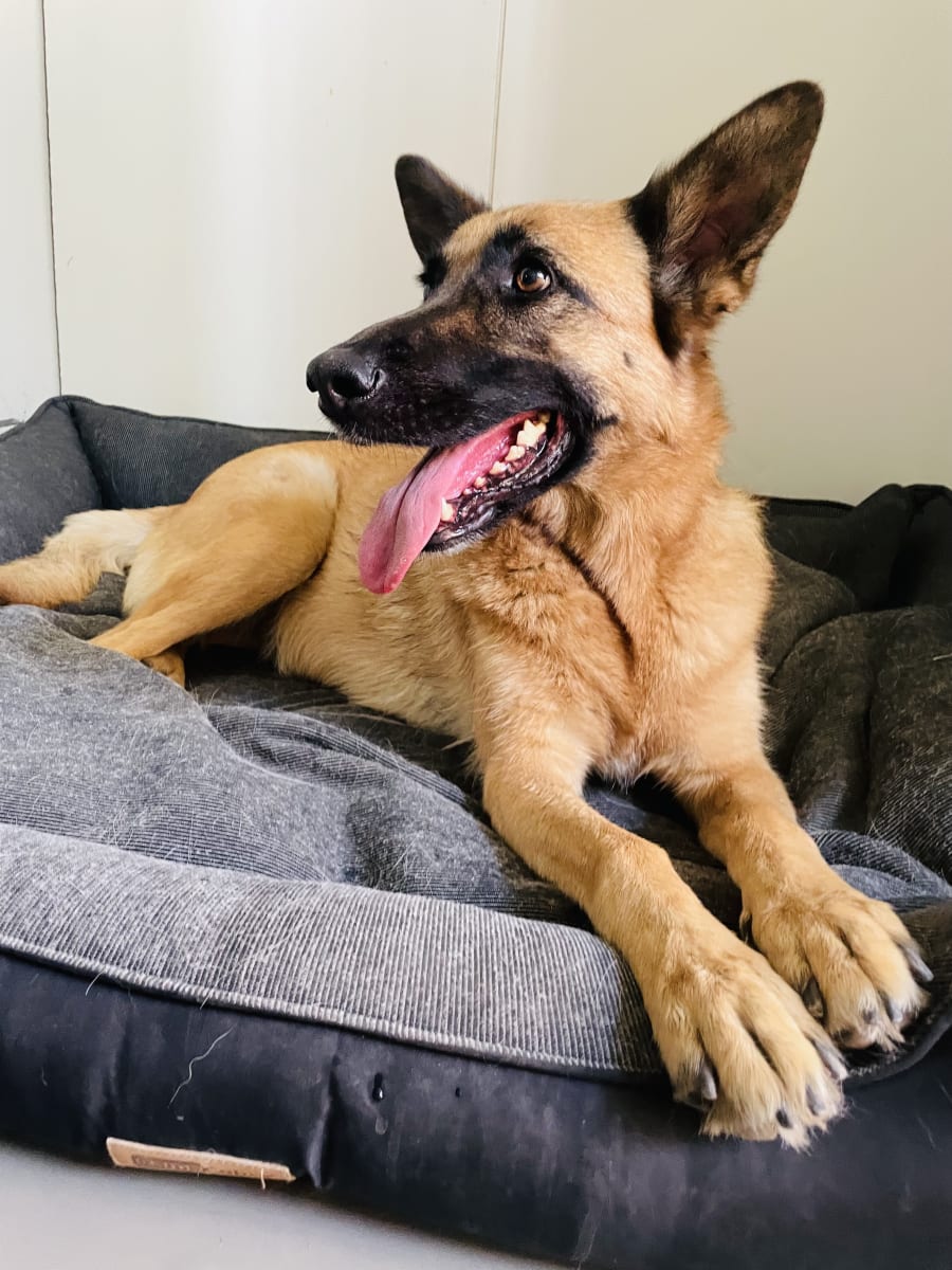 Noche de hotel perro grande3