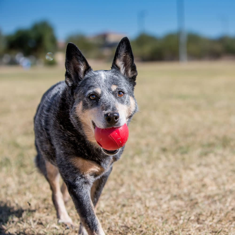 Kong Ball3