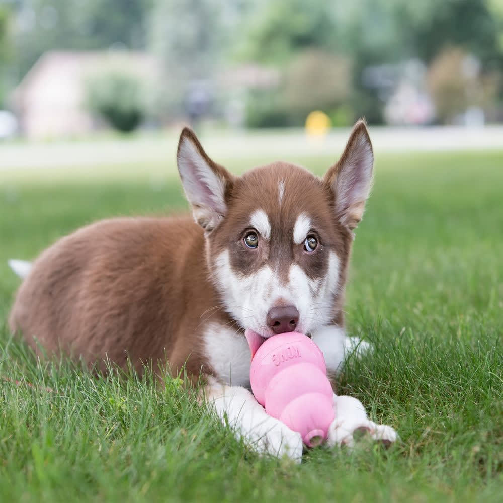 Kong Puppy5