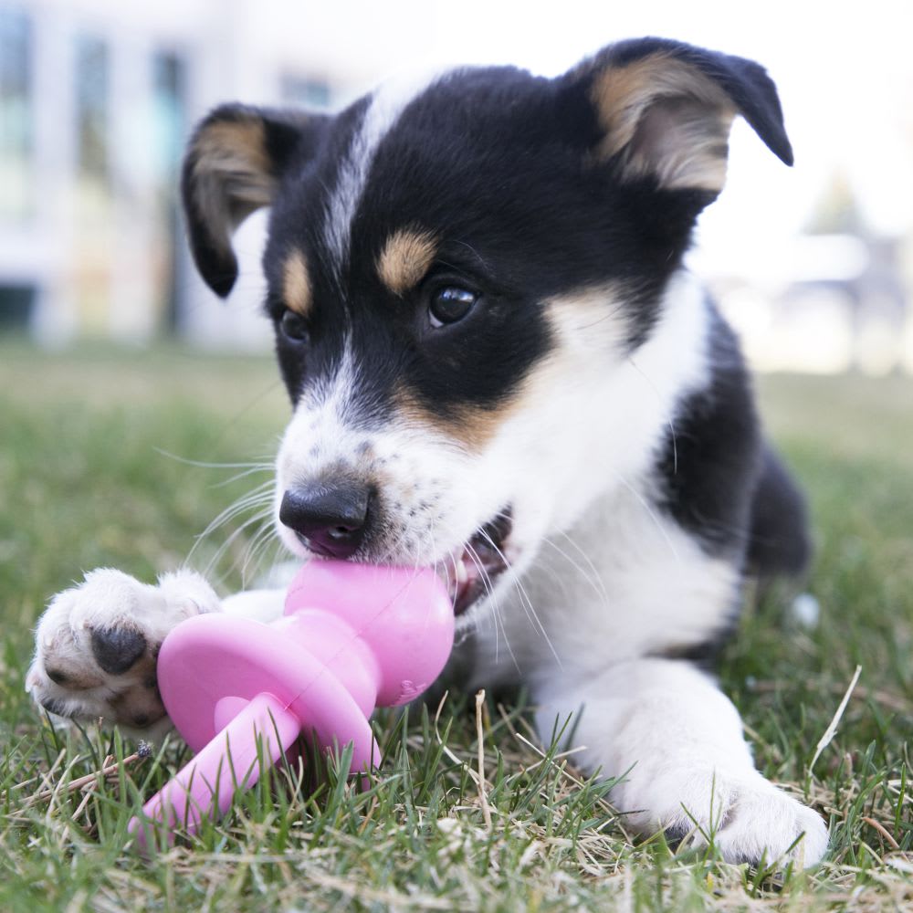 Kong Puppy Binkie2