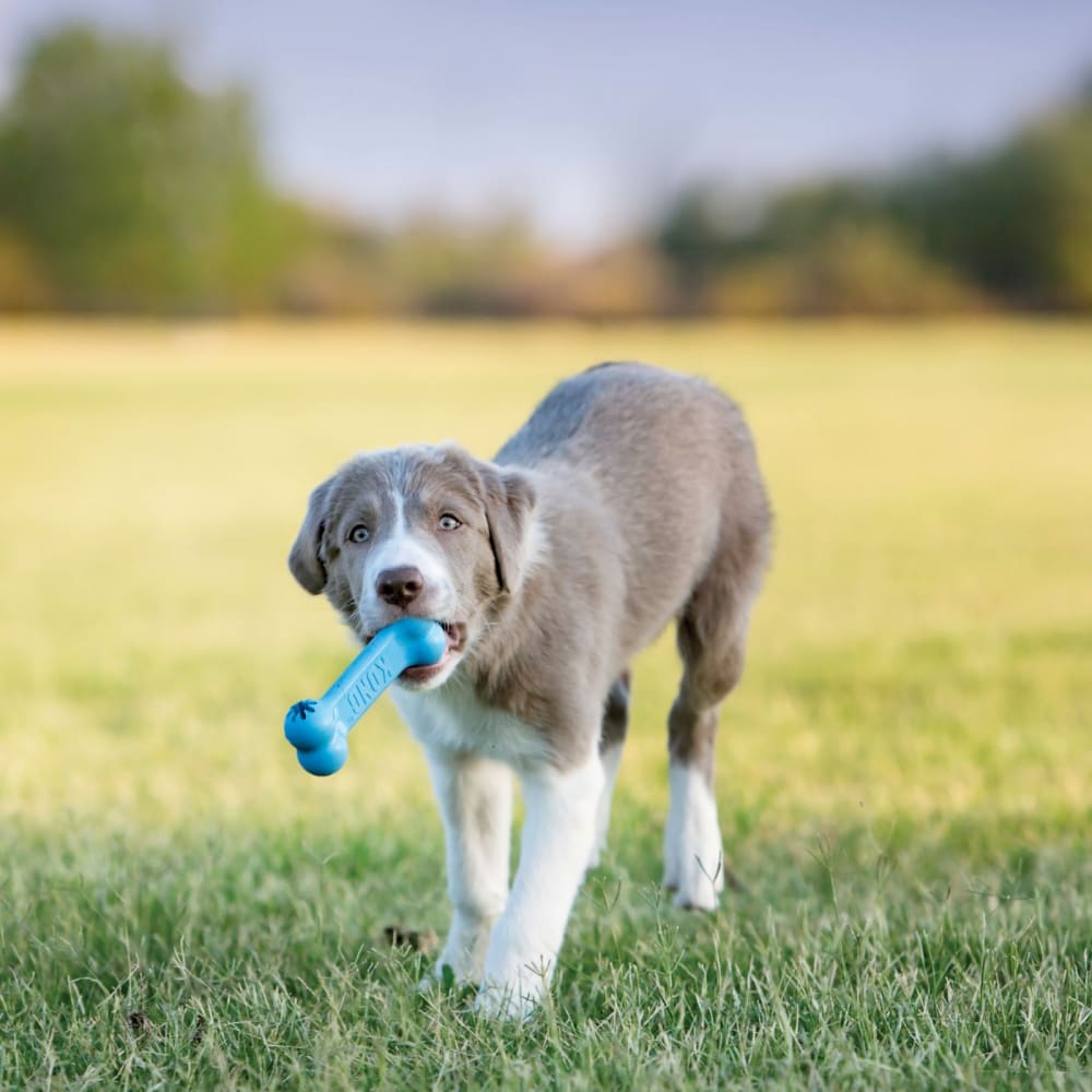 Kong Goodie Bone Puppy4
