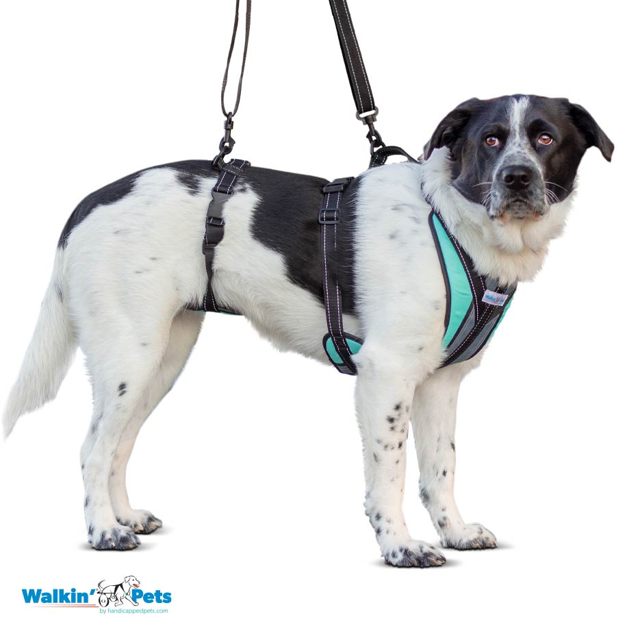 Arnes de soporte Lift-n-Step Walkin pets2