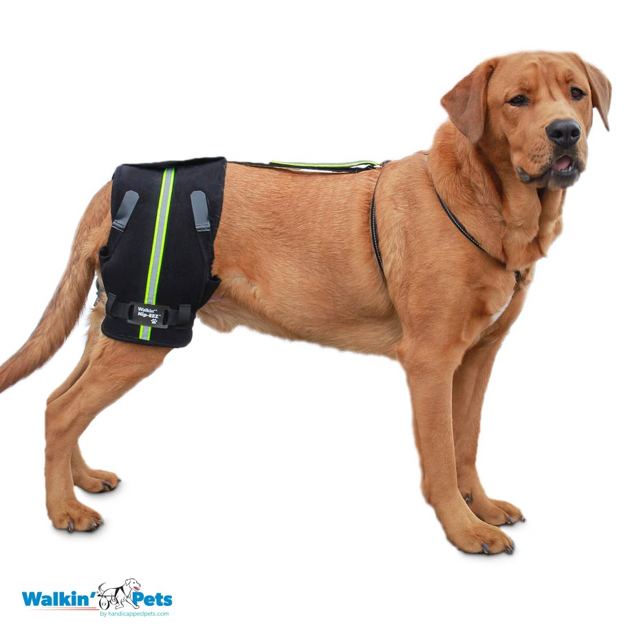 Hip-EEZ - Abrazadera de cadera canina Walkin Pets6