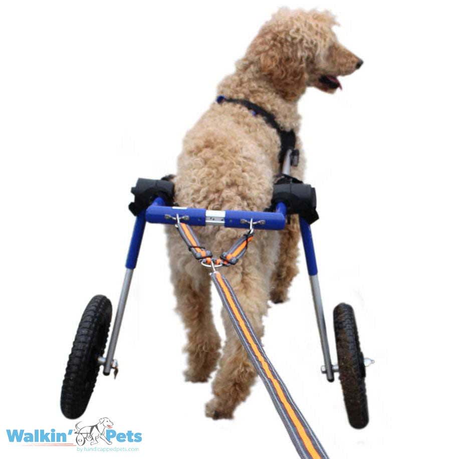 Correa Doble Walkin' para silla de ruedas3