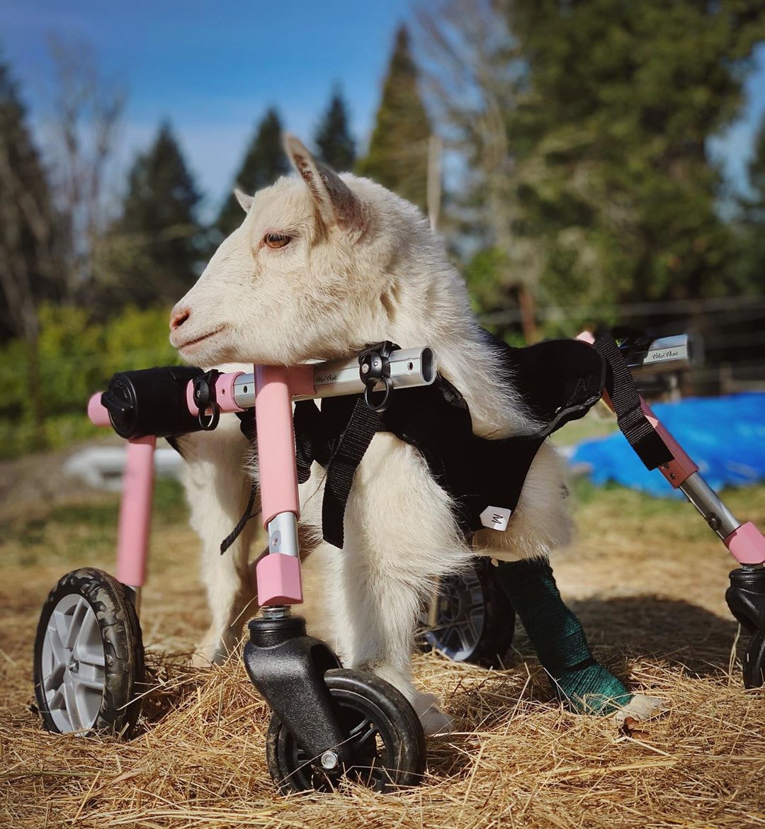 Arnes de neopreno delantero Walkin pets6