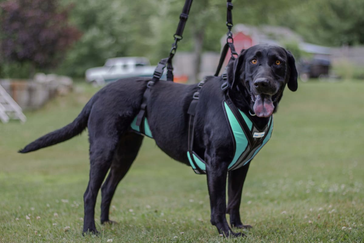 Arnes de soporte Lift-n-Step Walkin pets7