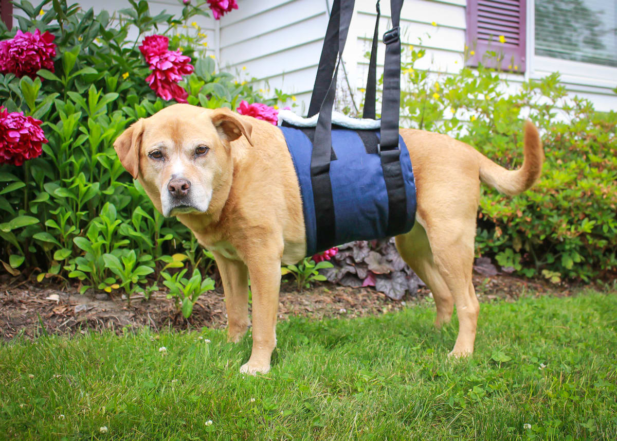 Cabestrillo de apoyo Walkin Pets5