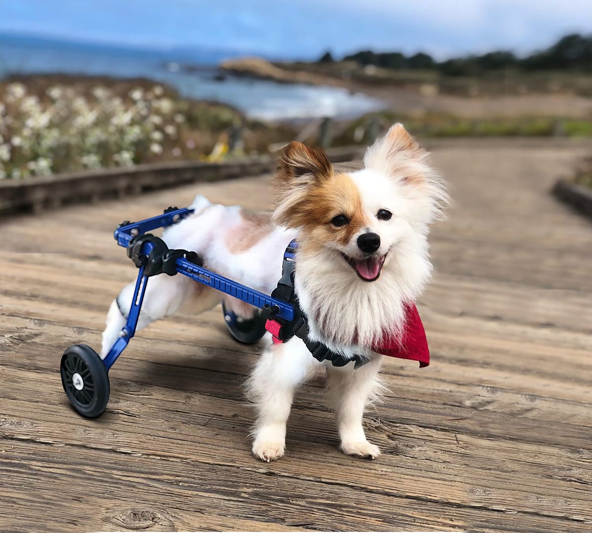 Silla de ruedas Mini, Walkin Pets2