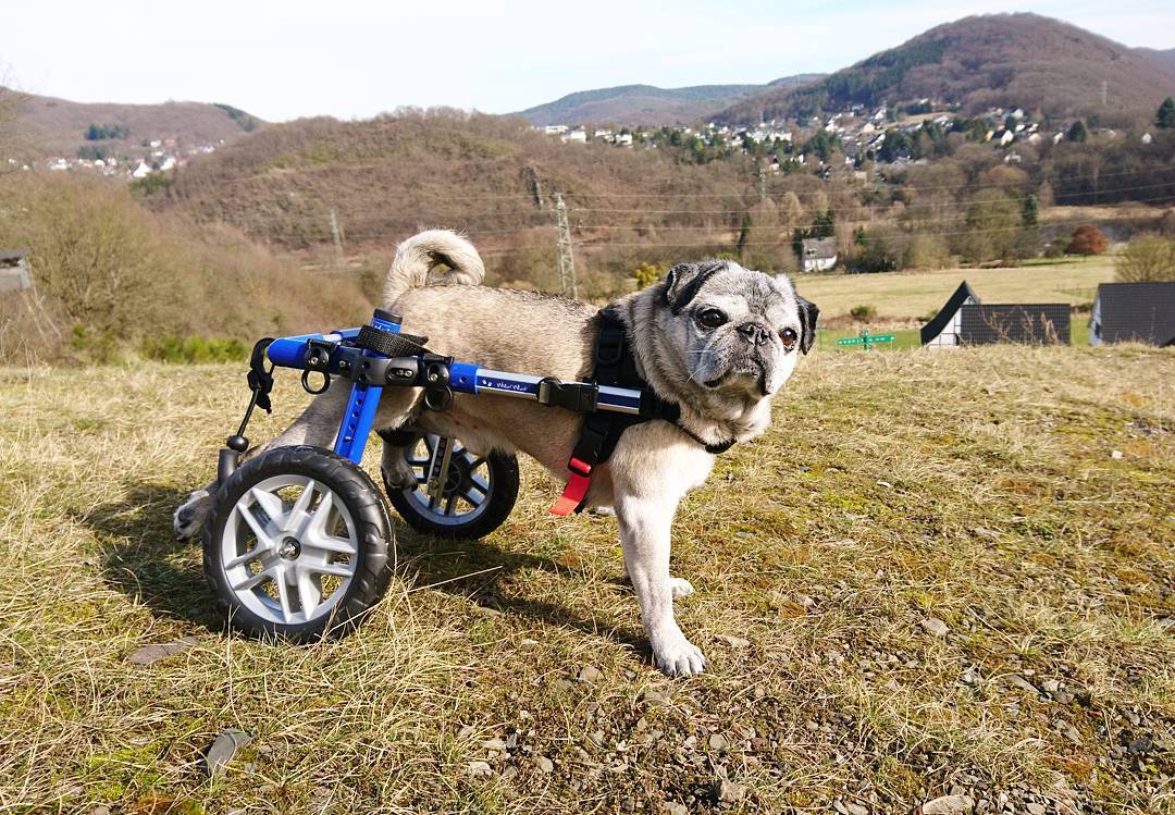 Silla de ruedas Small, Walkin Pets11