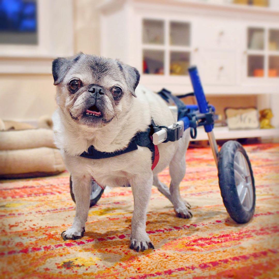 Silla de ruedas Small, Walkin Pets12