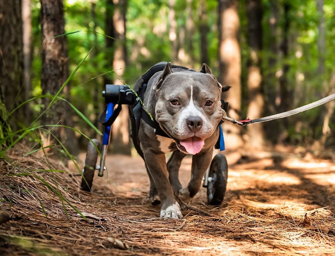 Silla de ruedas Medium, Walkin Pets4