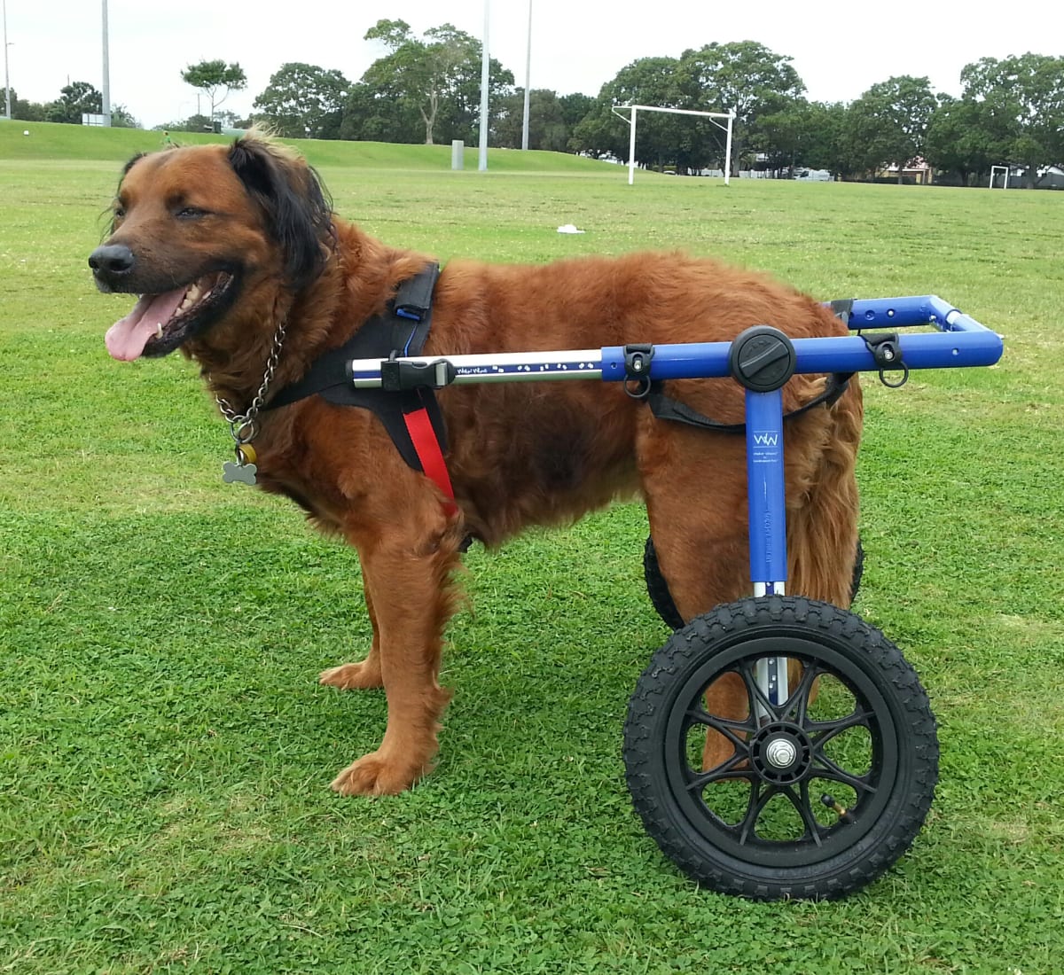 Silla de ruedas Medium/Large, Walkin Pets5