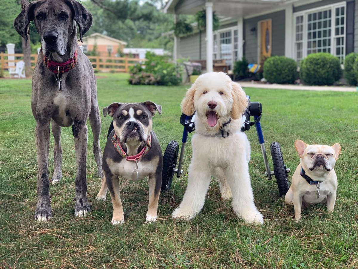 Silla de ruedas Medium, Walkin Pets7