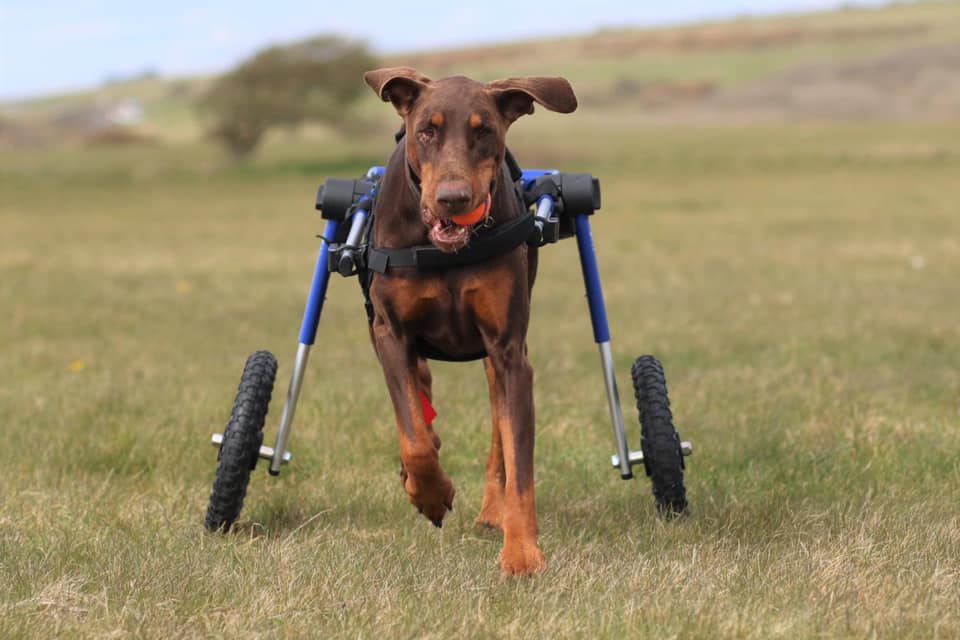 Silla de ruedas Large, Walkin Pets2