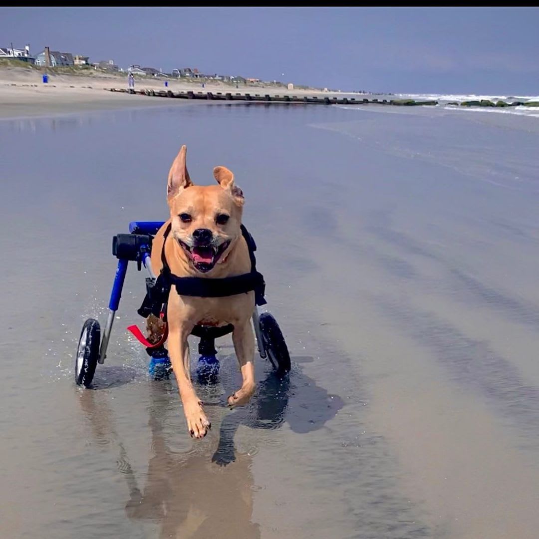 Silla de ruedas Small, Walkin Pets7