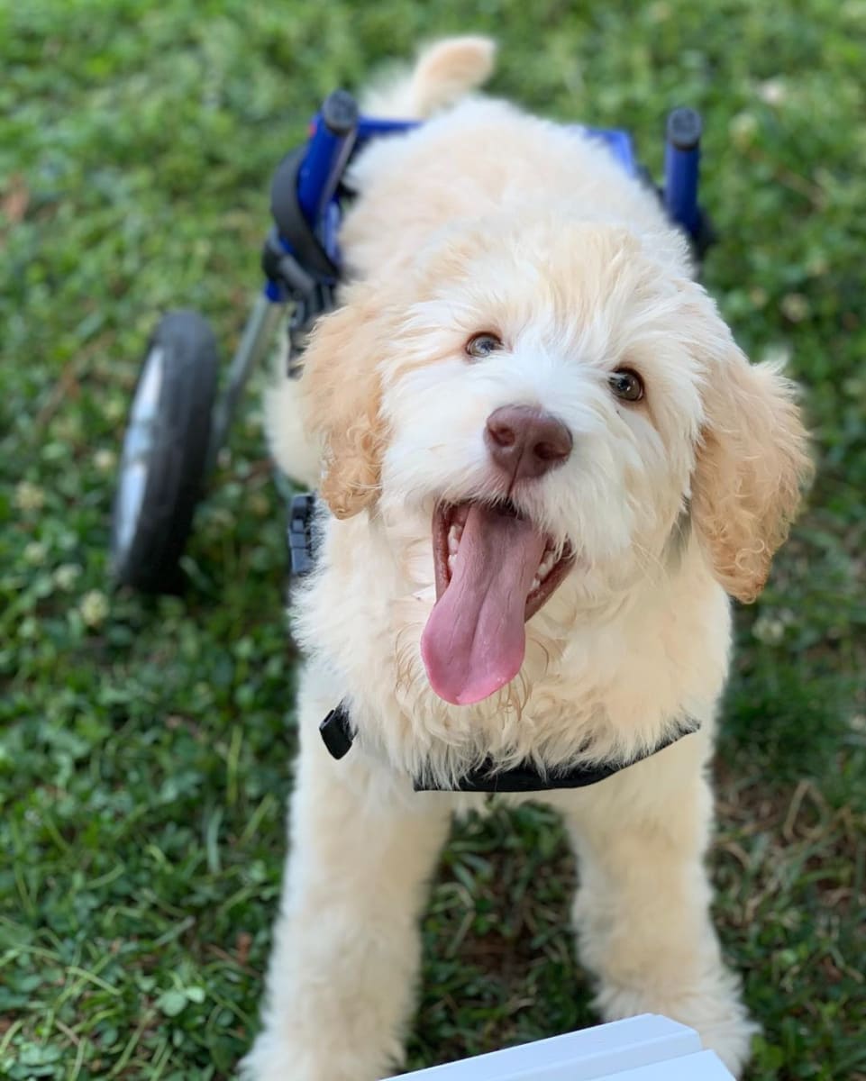 Silla de ruedas Small, Walkin Pets10