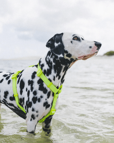 Zeedog H Harness Neopro Lime3
