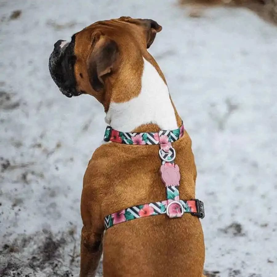 Zeedog H Harness Mahalo3