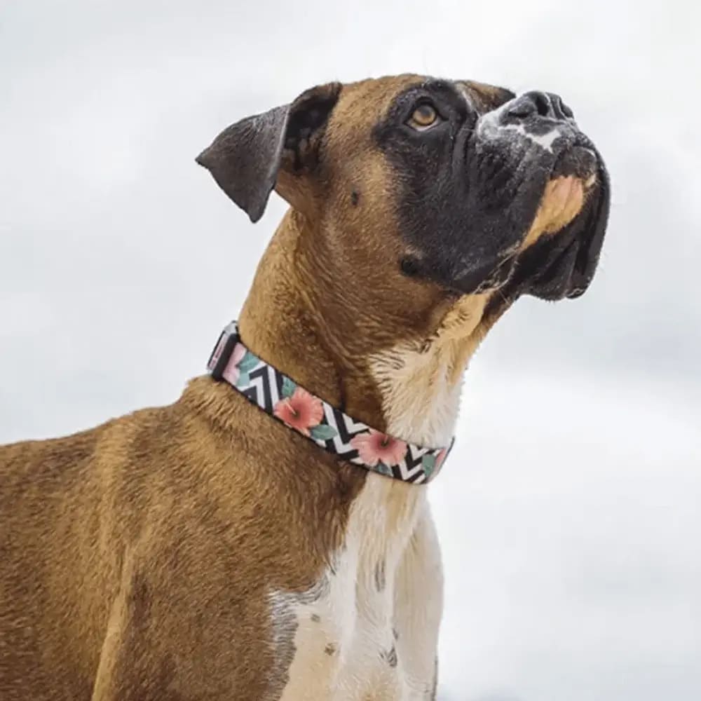 Zeedog Collar Mahalo3